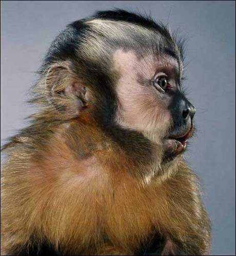 [monkey-photos-3.jpg]