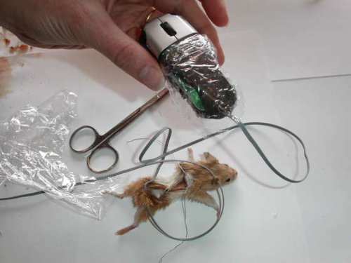 [real-mouse-003.jpg]
