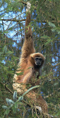 GIBBON A MAINS BLANCHES