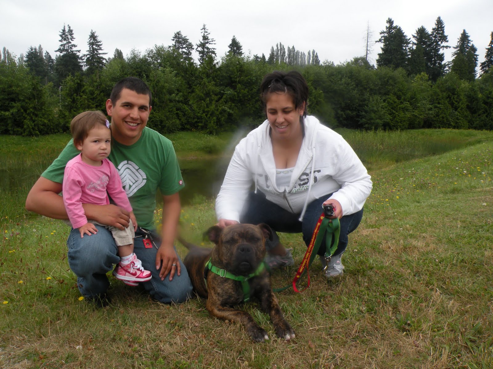 Fast Pup Dog Training Am Staff Pit Bull Gets Help From Fast Pup