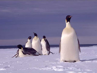 cute penguin photos collections