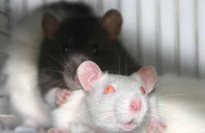 black and white Rats mating/Rats Rats pics