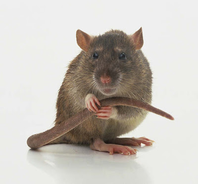 Rats tail/Rats plague/Rats of nimh