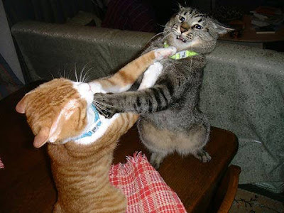 cats fightings photos/images collections
