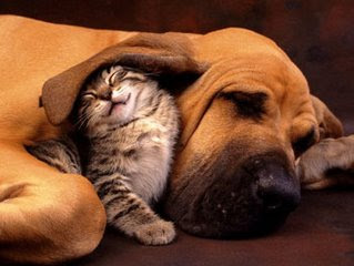 cute cats and dog together pictures/posters gallery