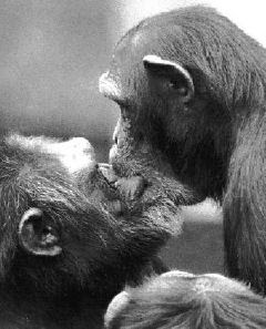 monkeys kissing pictures/images gallery