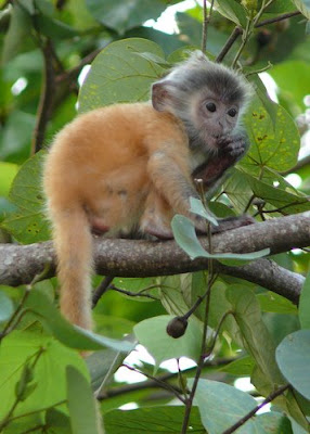 photos of cute monkeys in trees images/posters