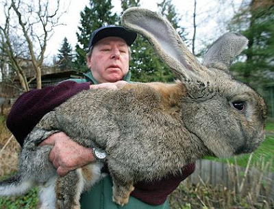 cute and big Giant Rabbit pics-pitures gallery