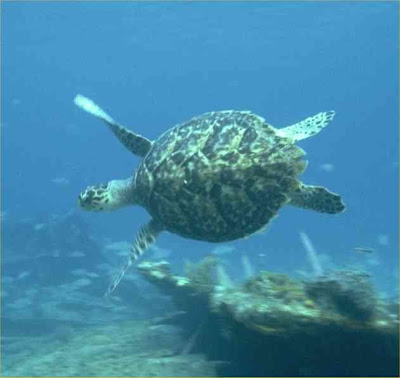 pictures of sea Turtles swimming pics wallpapers gallery