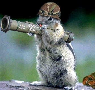 pictures of squirrel with gun squirrel hunting