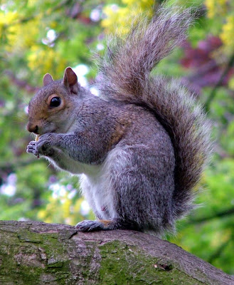cute & small animal squirrel pictures colection
