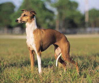 italian_greyhound dog/running/racing pictures/photos