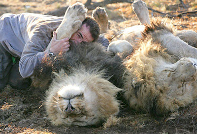 African male lions heads-faces lions cotch-lions forum