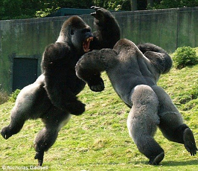 Gorillas fighting video pics