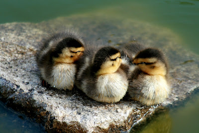 ducklings hatching cute ducklings pictures