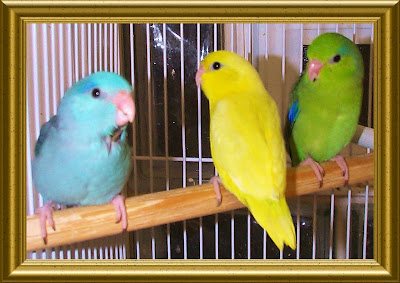 colourful pet birds images