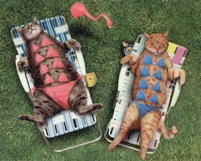 funny cats swim suite dress photos
