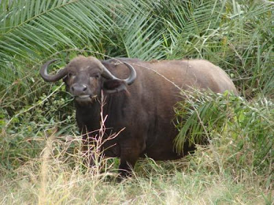 water buffalo pictures collection