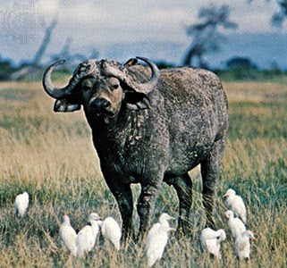 wild life of African white buffalo video pics