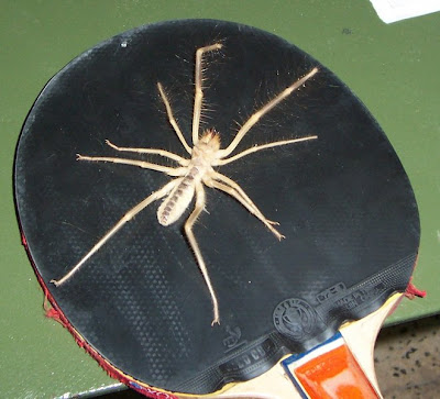youtube of spiders legs in florida/spiders in australia