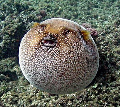 youtube of puffer fish in sea/ocean images