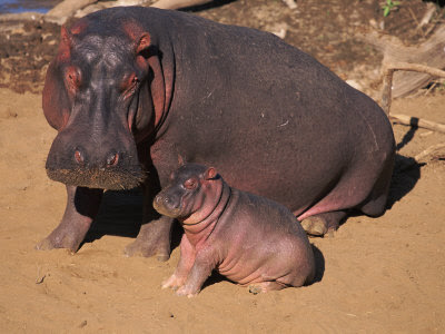 youtubes of Hipopotamus baby images