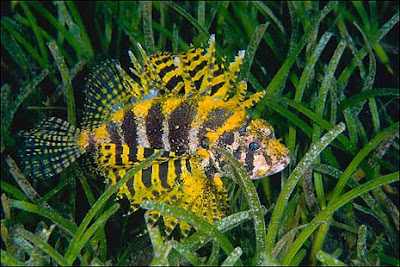 yellow lionfish in fresh water images