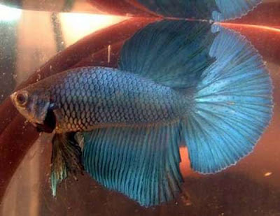 cute aquarium blue color fringe tail fishes photo gallery