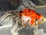 Red white spotted Ryukin Aquarium goldfish images