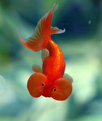 Free downloadin wallpapers of Bubble eye goldfish