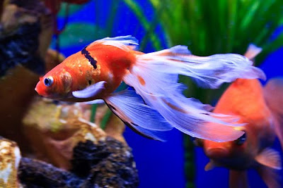 Fancy aquarium gold fishes pictures