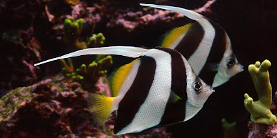 Cute Pair of heniochus fishes photo gallery