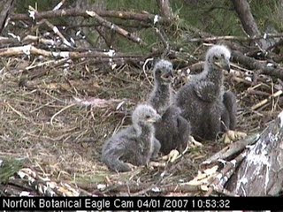 Youtubes of Baby eagles wild life