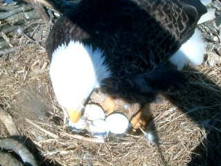 Video pics of eagle eggs in nest images