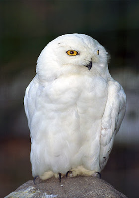 Beautiful photos of snowy owls photo gallery