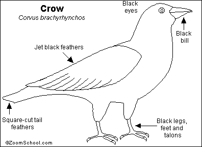 Drawing pictures of the crows cartoons