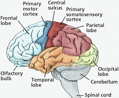 BIOLOGY ORDINARY LEVEL NOTES: THE BRAIN