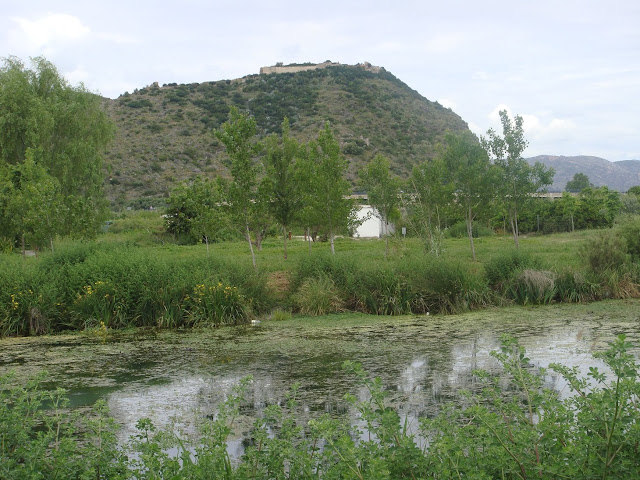 Bairén des de l'ullal de l'Estany