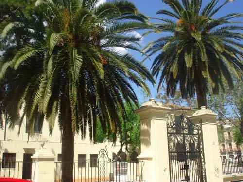 Palmeres canàries (Phoenix canariensis)