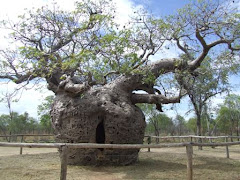 prison tree, DERBY