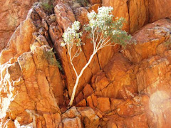 eucalipt growing out of crevice in rock