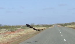 wedged tailed eagle