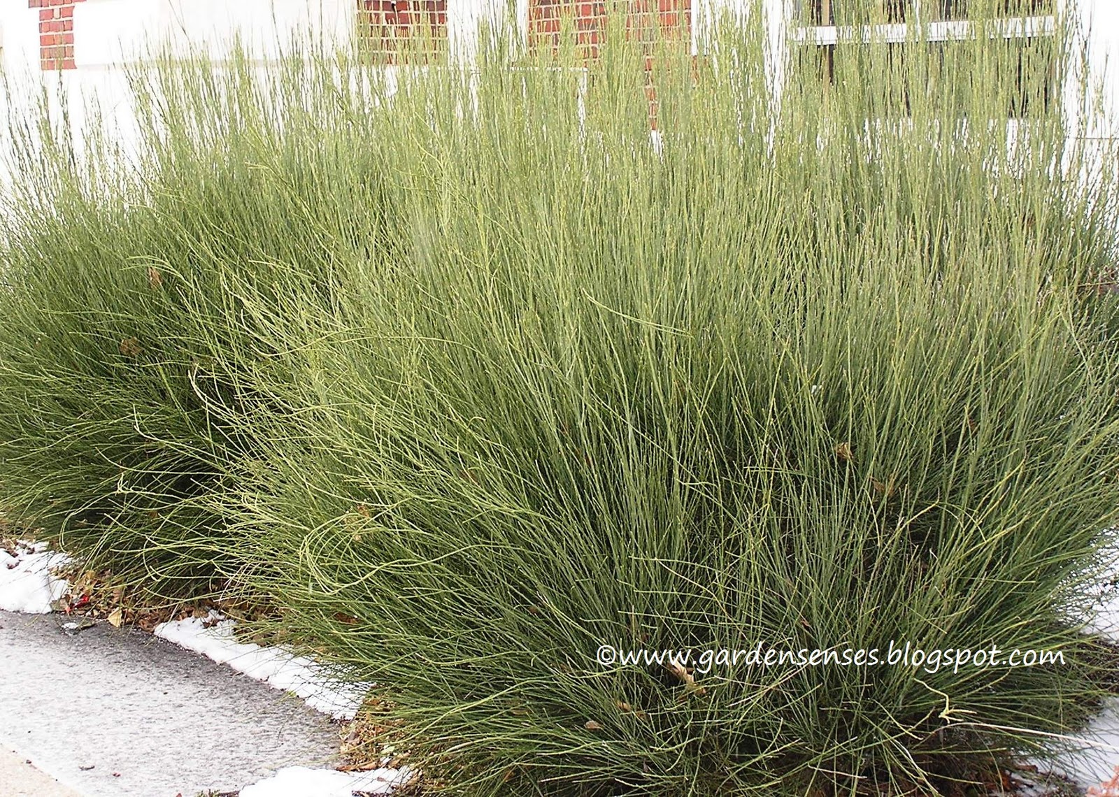 Garden Sense: Evergreen Shrubs