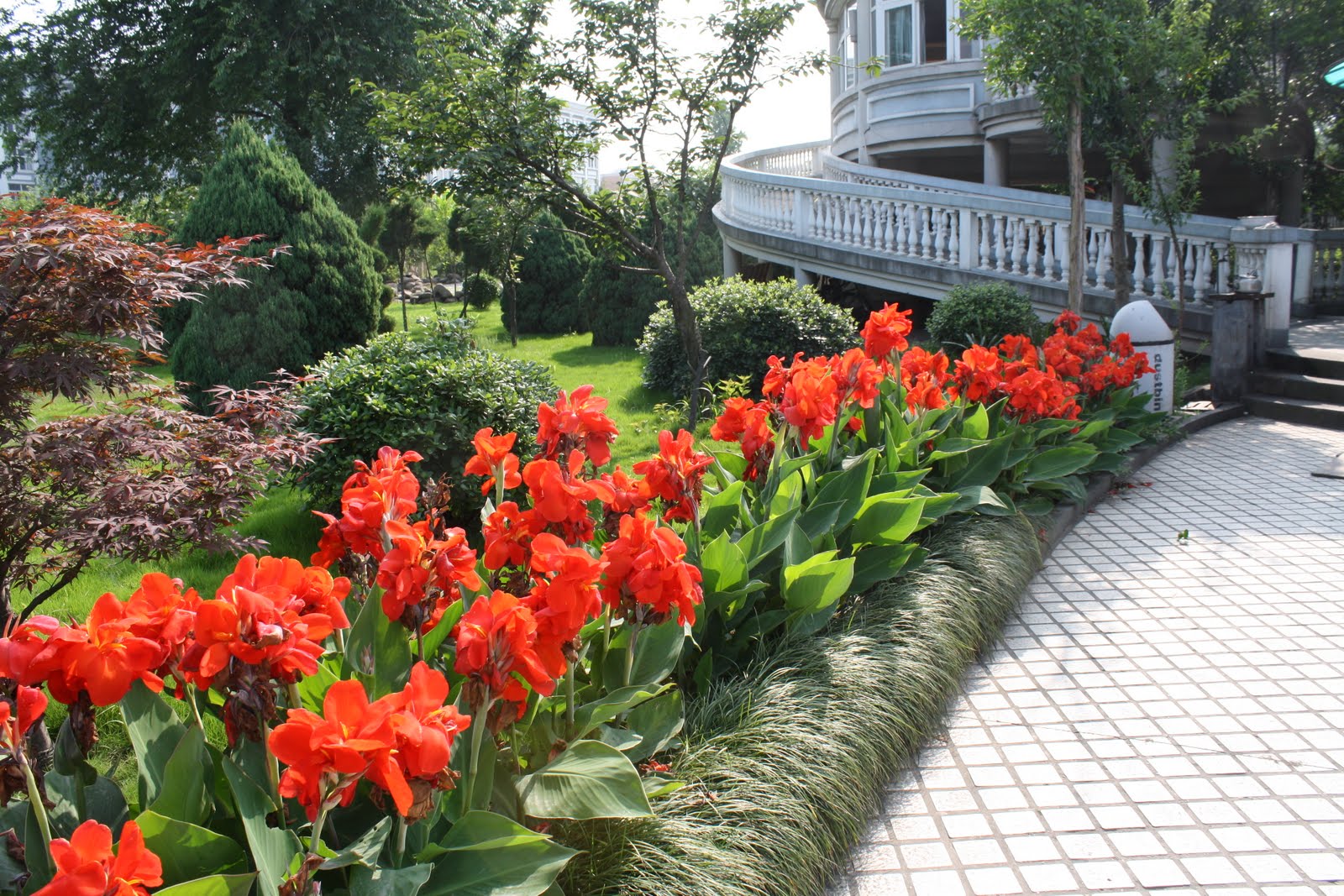 Tottie's Blooms Canna Lily