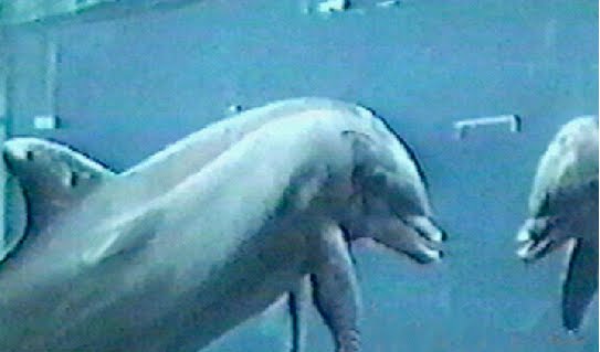 [Marino+dolphin+MSR.jpg]