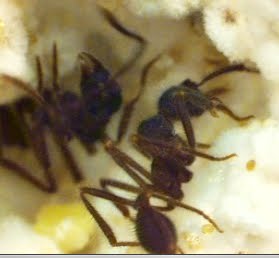 [ants.jpg]
