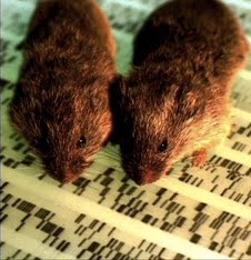 [vole-pair.jpg]