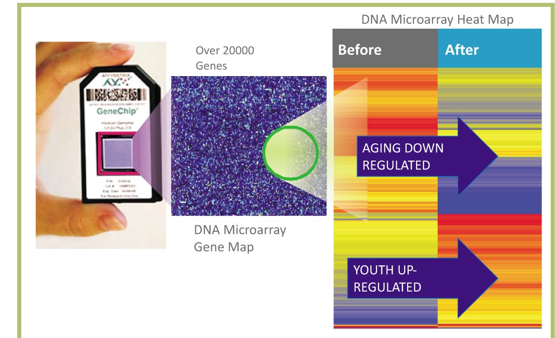 DNA MICROARRAY Application
