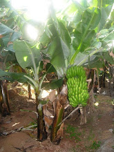 The house is quiet between banana fields