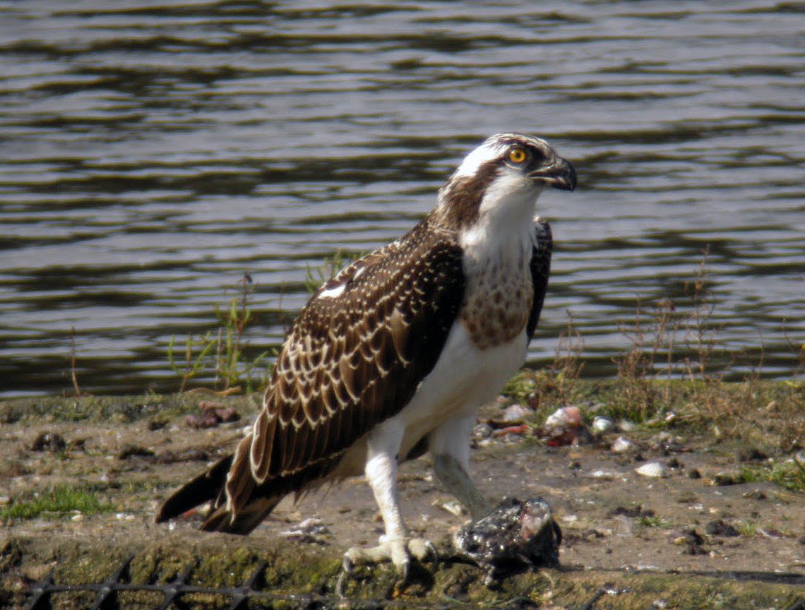 Sociedad de Ornitología Ugatza Ornitologia Elkartea